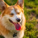 Dog Poop Pickup in Southfield Michigan