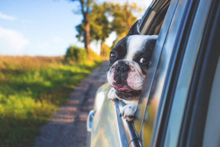 Dog Poop Pickup in Southfield Michigan
