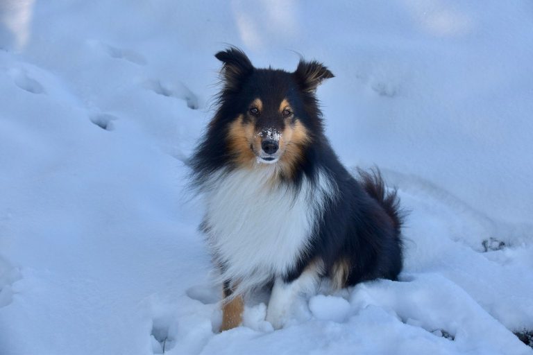 Dog Poop Pickup in Southfield Michigan
